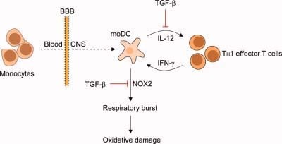 TGFb, Bob Harris research group