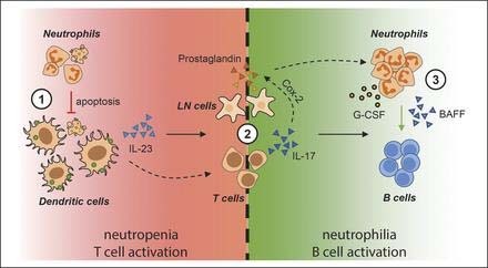 BAFF, Bob Harris research group