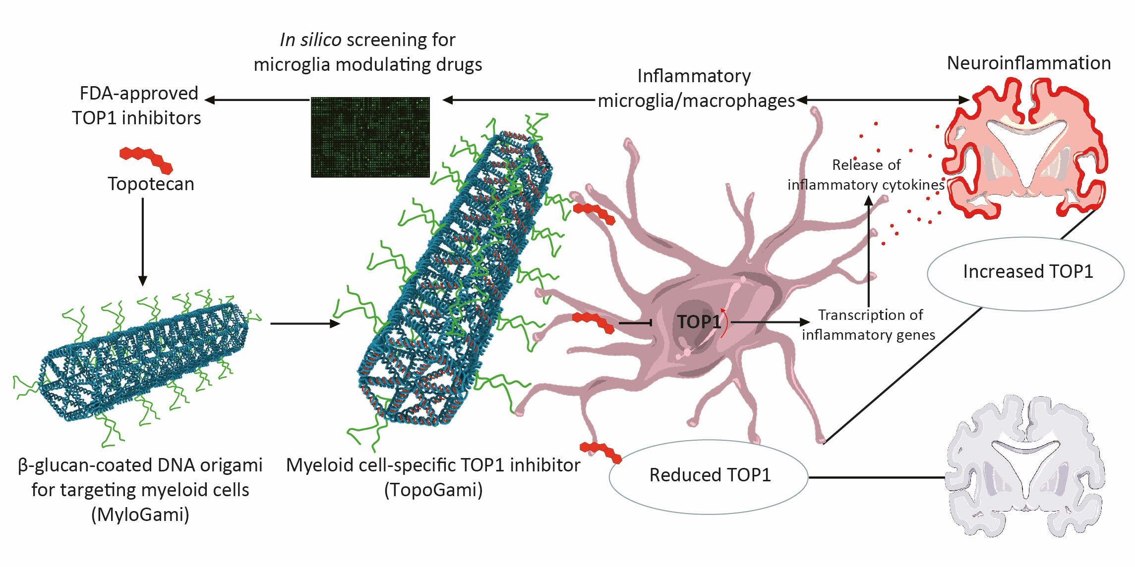 flow diagram, Bob Harris research group