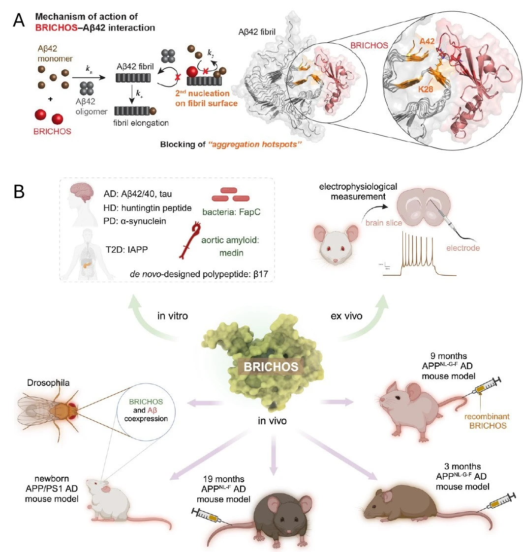 A graphic illustration of the activities of BRICHOS.