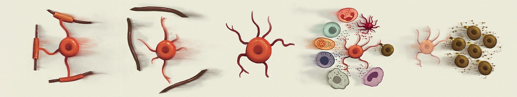 Illustration av oligodendrocyter.