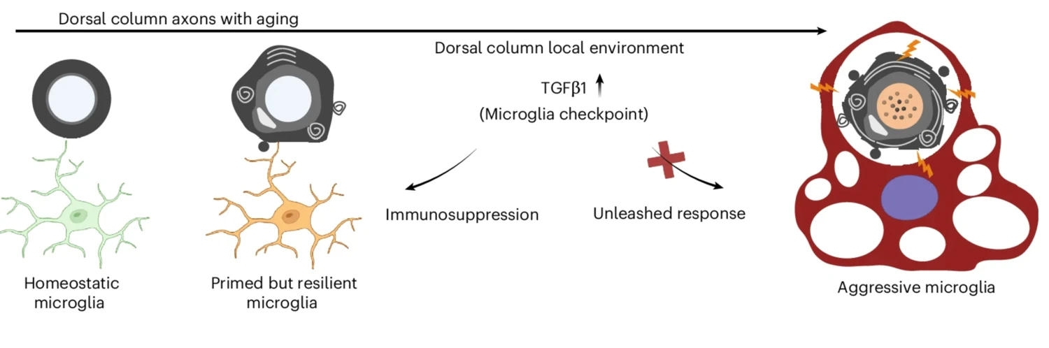 Dorsal column axons with aging_Robert Harris