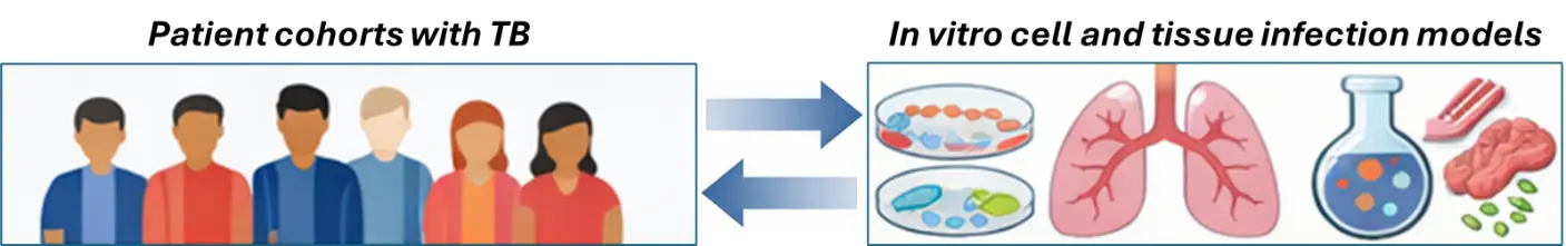 Graphic illustrations of patients and models of in vitro cells and tissue.