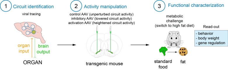 Förlopp som visar på forskningsinriktning: 1) circuit identification, 2) activity manipulation, 3) Functional characterisation