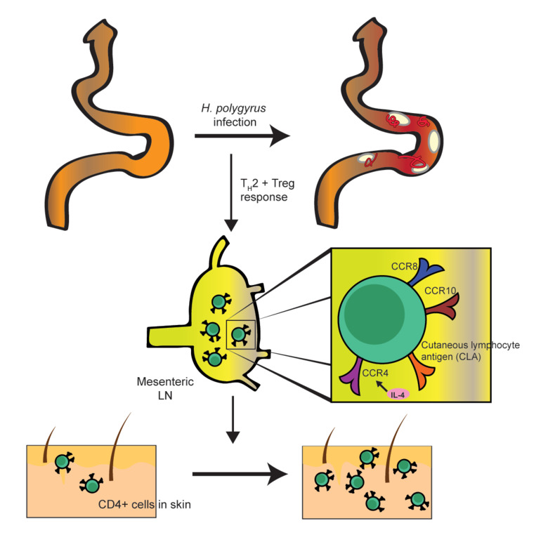 Illustration of Hypothesis for increased CD4 numbers in skin 03 (003)