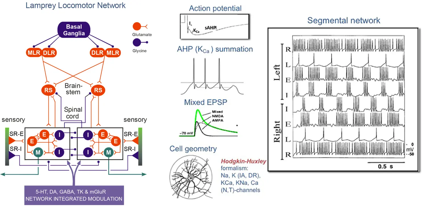 Illustration of the locomotor network of the lamprey