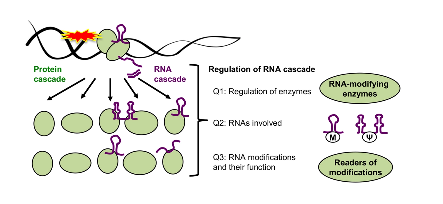 Figure with arrows and ellipse