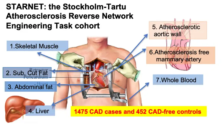 Graphic illustration of a torso opened at chest level for heart surgery.