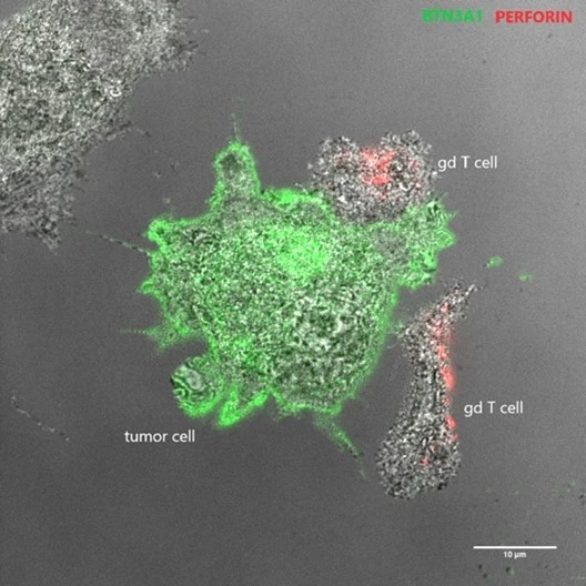 Wilhelm lab, graphic illustrations