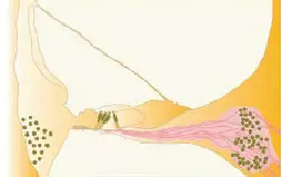 Barbara Canlon group research focus - illustration of cochlea.