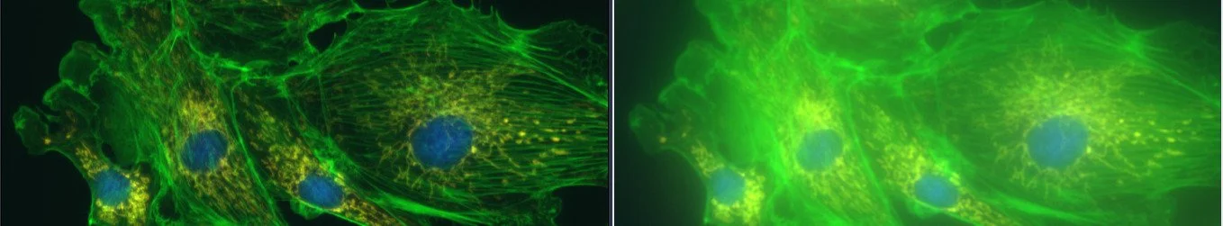 Correct vs incorrect set-up for image acquisition. Images taken by Göran Månsson.