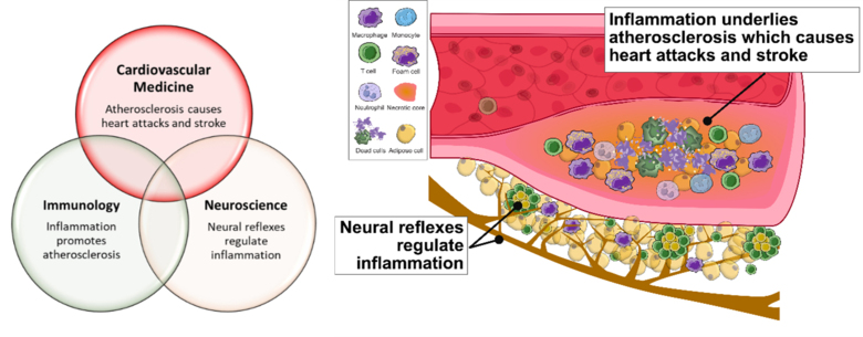 Figuren illustrerar det som står i bildtexten.