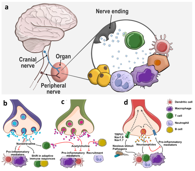 Figur 2 illustrerar det som står i bildtexten.
