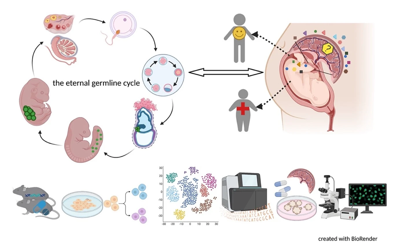illustration of cells and fetus