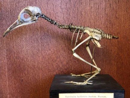 Retzius gök, preparerad av Anders Retzius.