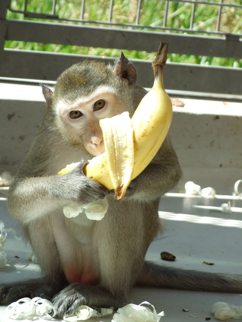 Comparative medicine