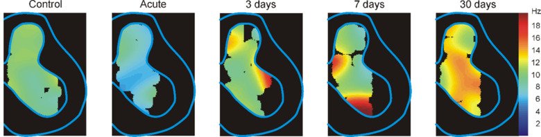 Illustration över Activity of spinal interneurons of postural network