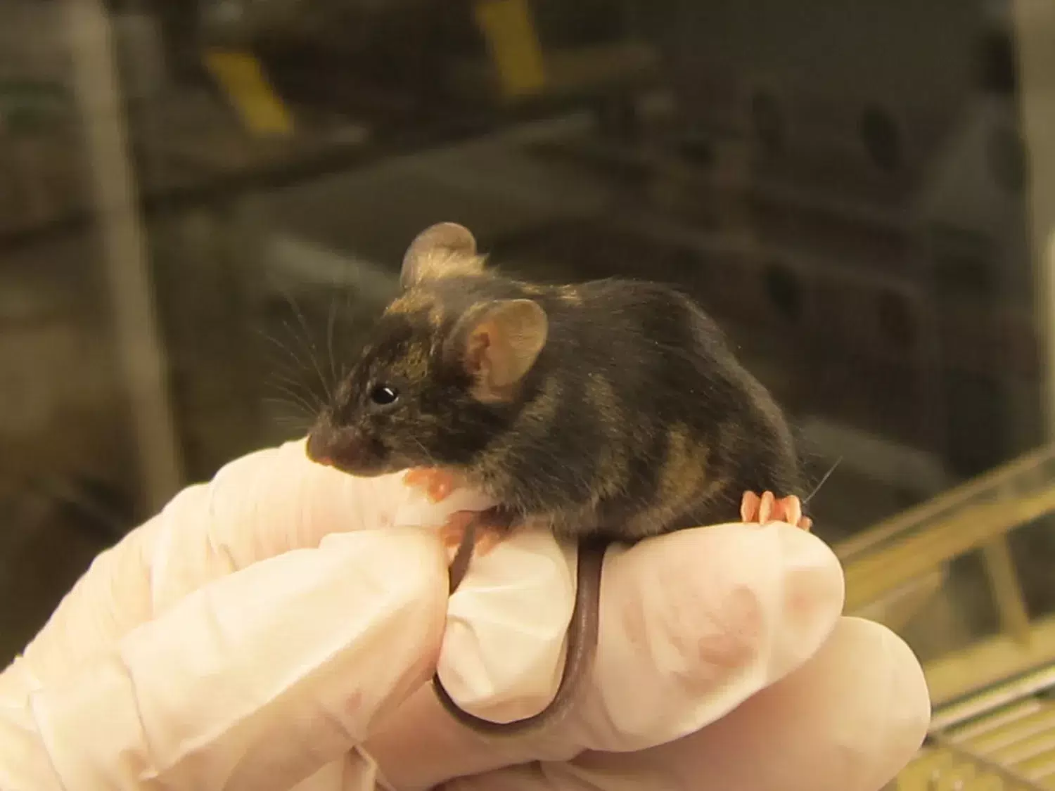Mouse in lab on hand