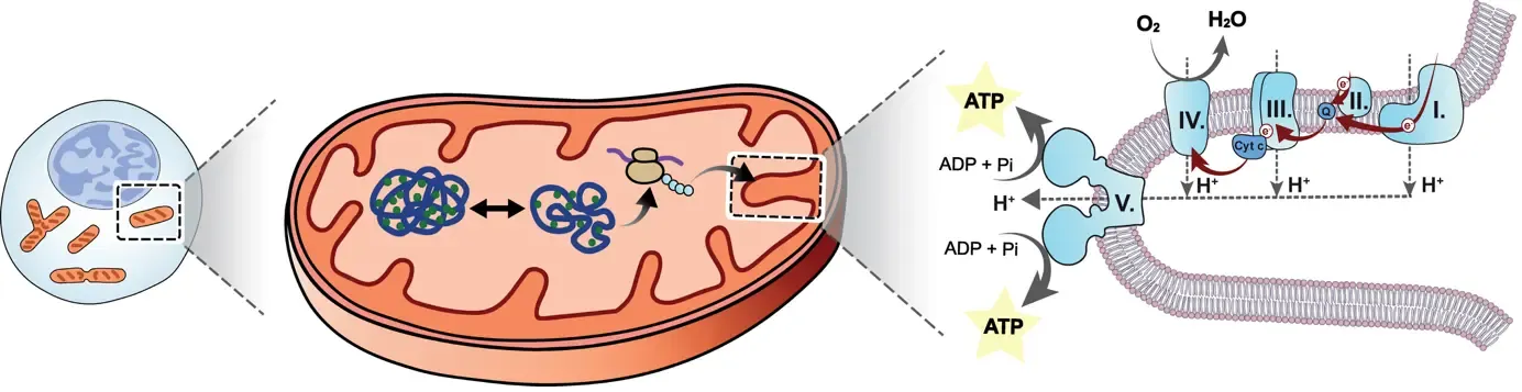 The mitochondrial genome encodes 13 OXPHOS subunits, plus tRNAs and rRNAs for their synthesis. All other mitochondrial proteins, including those for mtDNA maintenance and expression, are encoded by nuclear DNA, made in the cytosol, and imported into mitoc