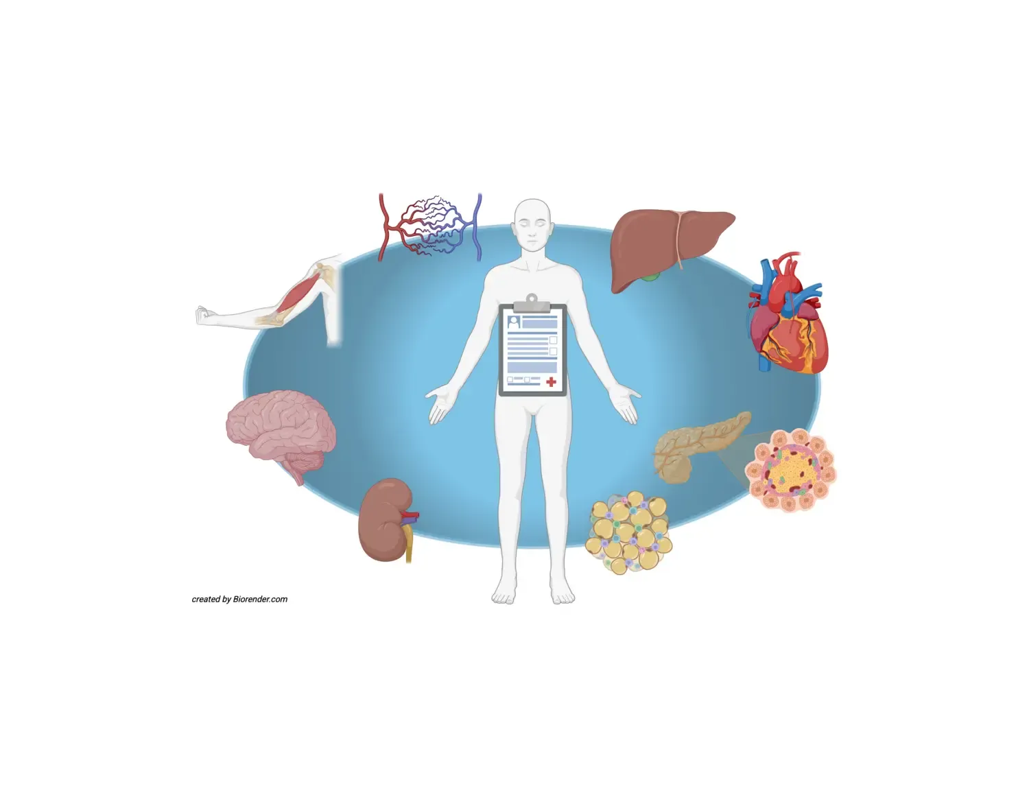 Animation with the silhouette of a human body in the centre, surrounded by various organs.