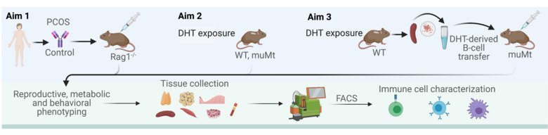 An illustration how to determine the role of the immune system in the pathology of PCOS