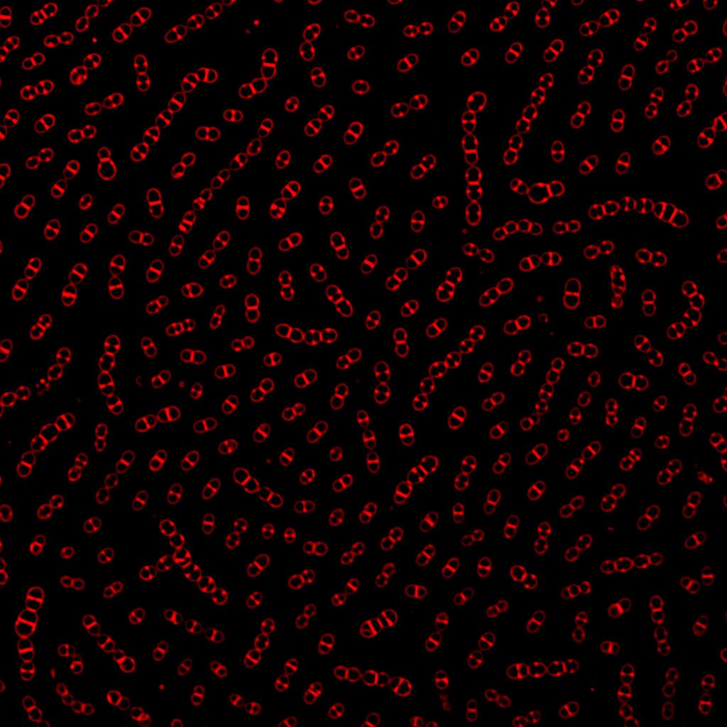 Fluorescent membrane staining of pneumococci