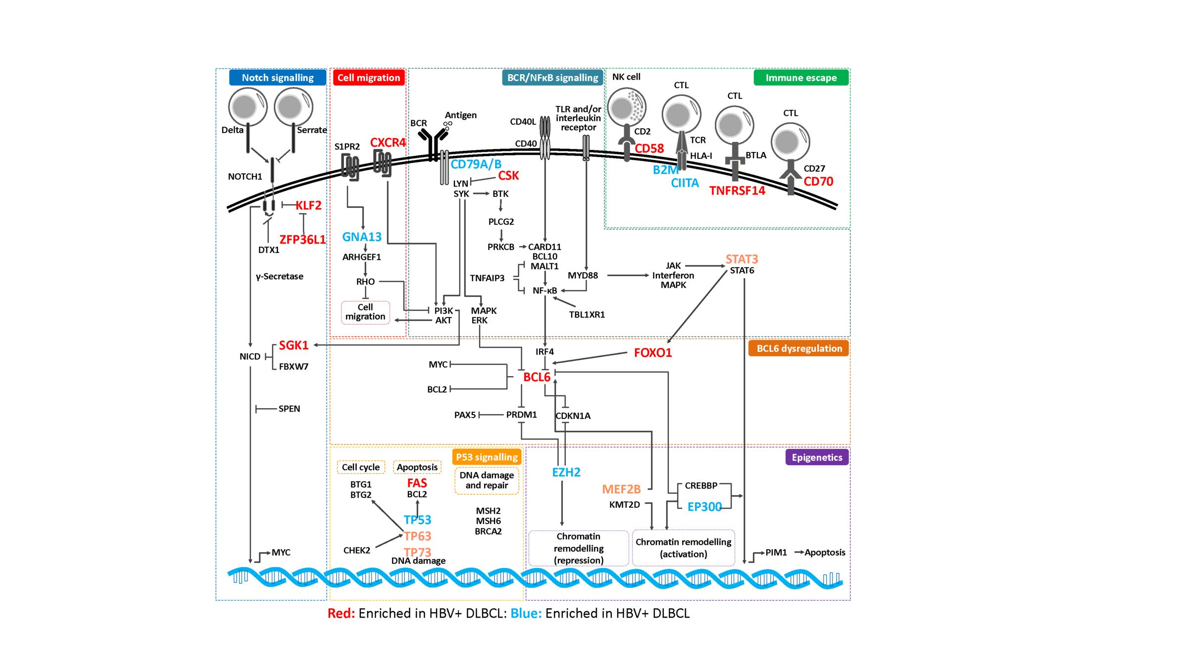 illustration in coulour showing notch signalling, cell migration, immune escape etc, in red and blue