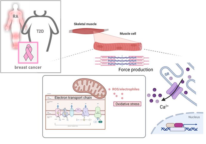 Figuren illustrerar laboratoriets translationella tillvägagångssätt för att inkludera patientgrupper (RA, T2D och bröstcancer) för att dechiffrera den molekylära mekanismen för sjukdomsinducerad muskelsvaghet.