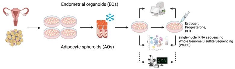An illustration of immunoflourscence.