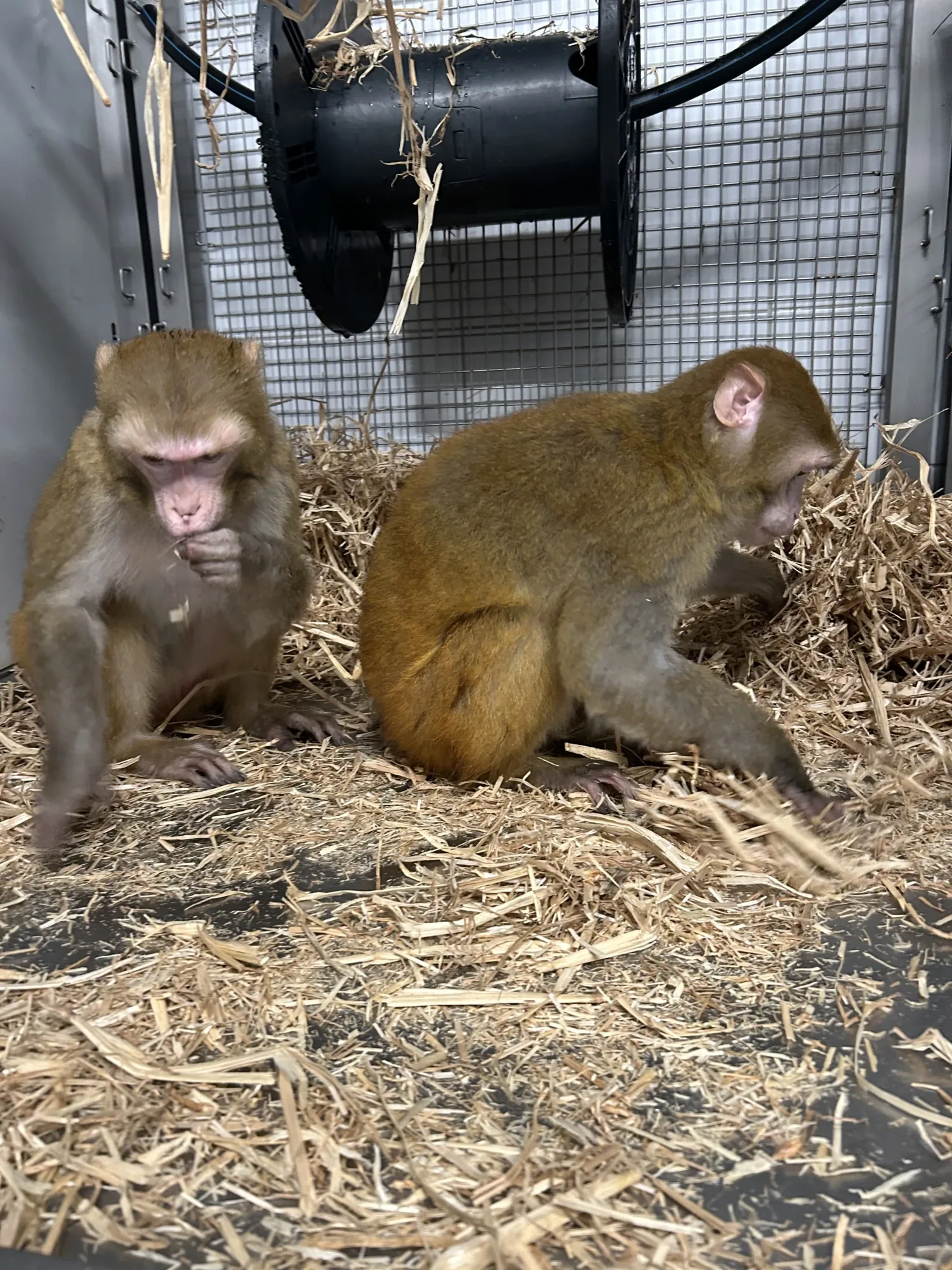 KMF födosök_rhesus