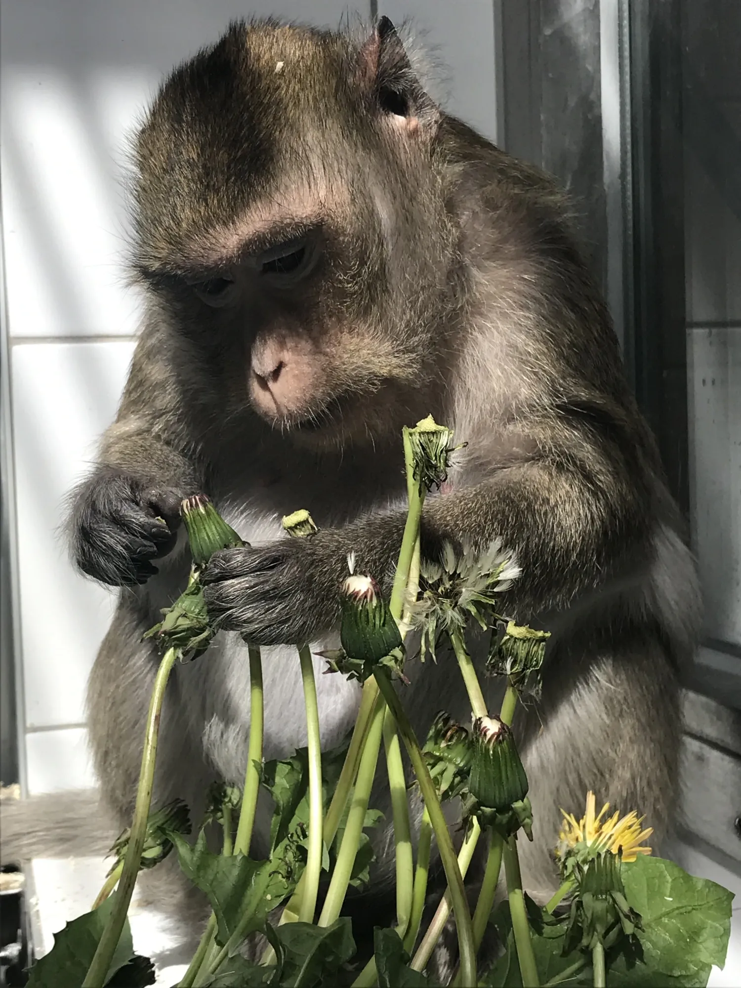 KMF maskrosor i solen 2