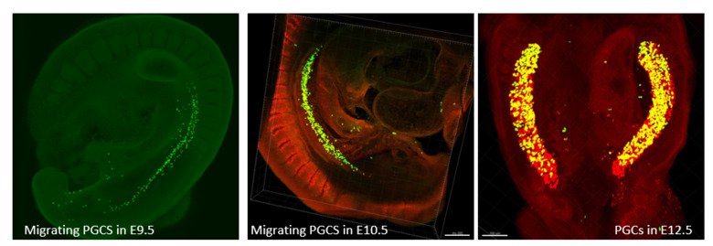 Tre bilder intill varandra som visar Migrating PGCS
