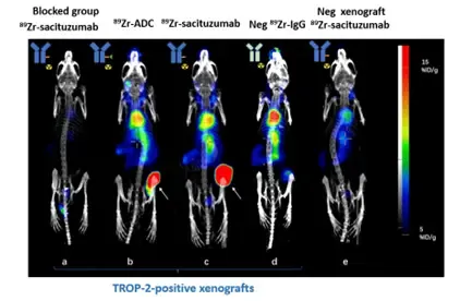 Radiolabeling of rats with antibodies.