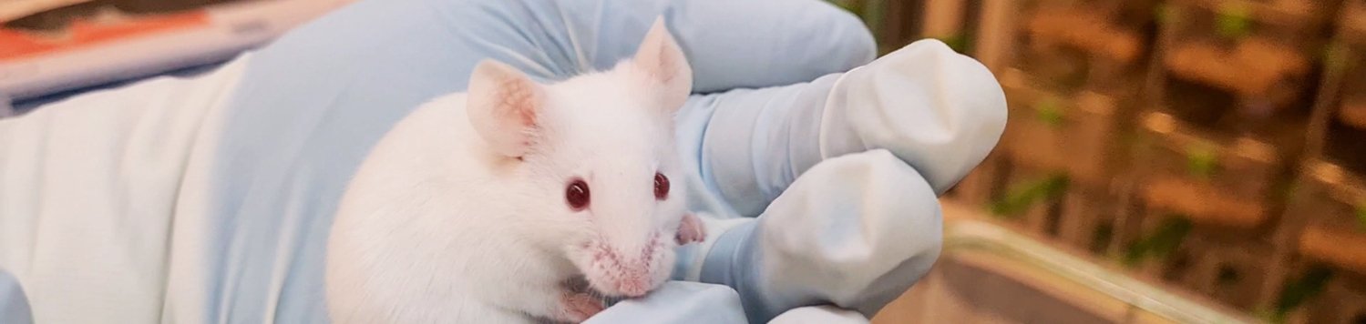 Gloved hands carefully holding up a white mouse.