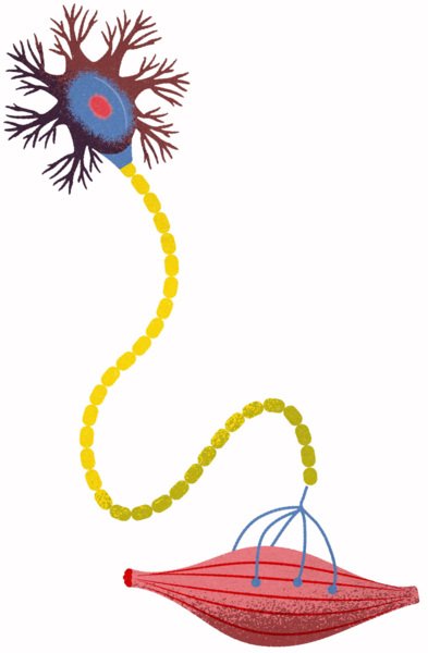 Nerve cell, illustration: Jens Magnusson.