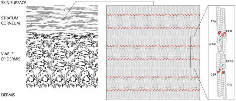 Schematic drawing of skin