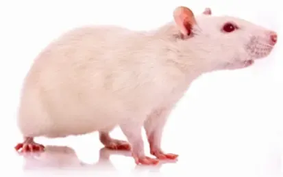 Råtta