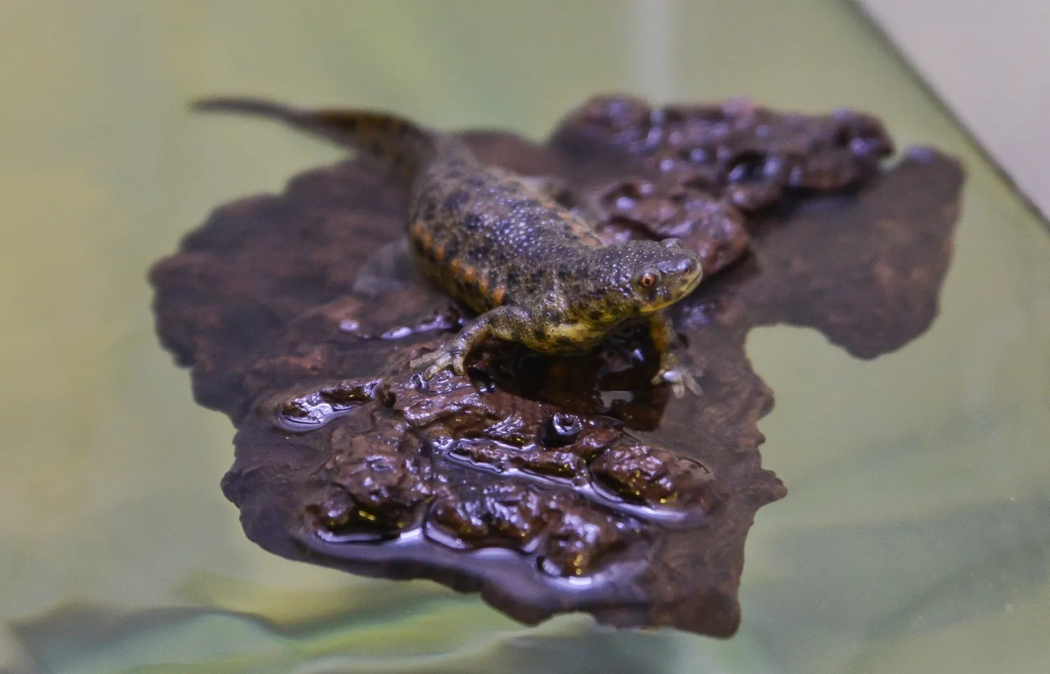 Salamander