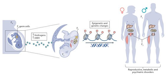 An illustration from Stener-Victorin and Deng. Nature Review Endocrinology, 2021.