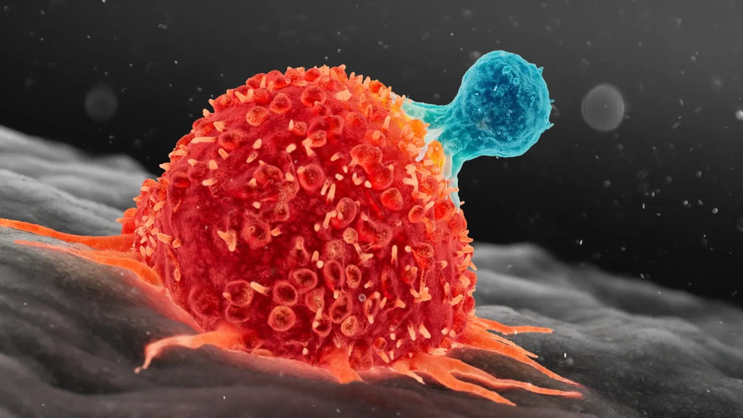 T cell and cancer cell.