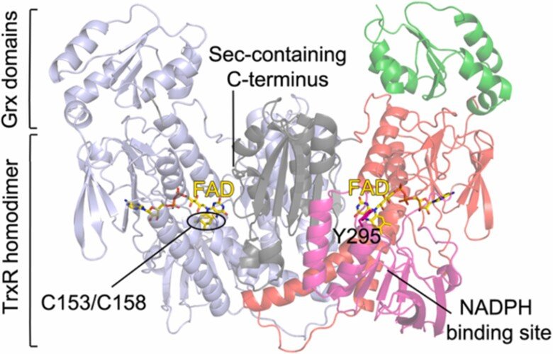 Structure of TrxR in filarial parasites