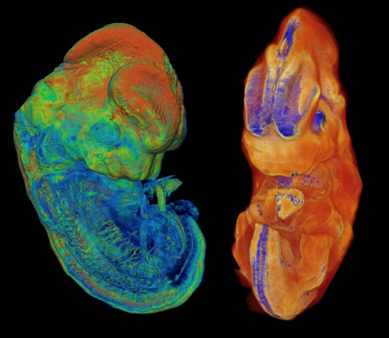 Musembryo från två olika vinklar mot svart bakgrund.