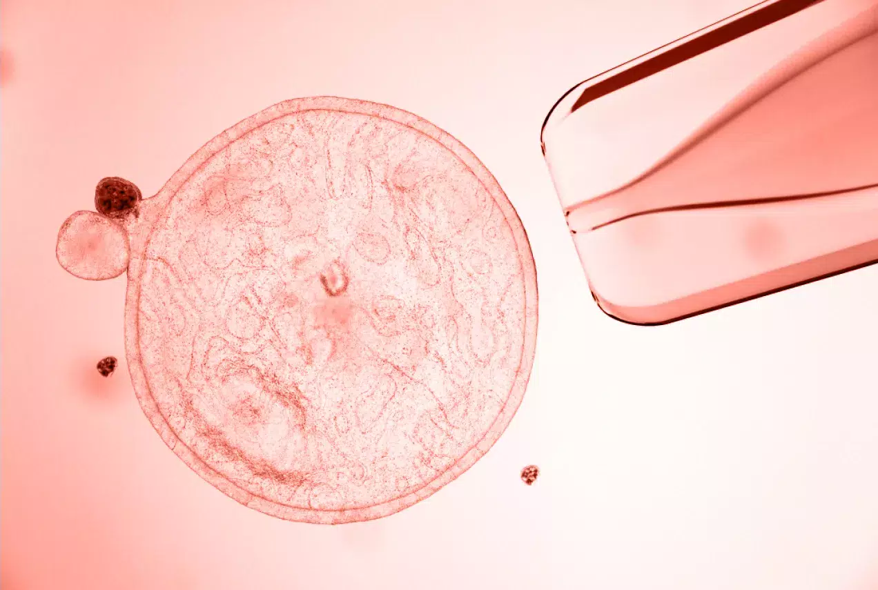 Stem cell with pink filter.