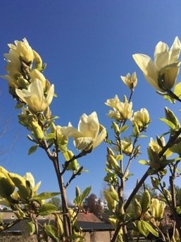 Bacteria to strengthen the immune system