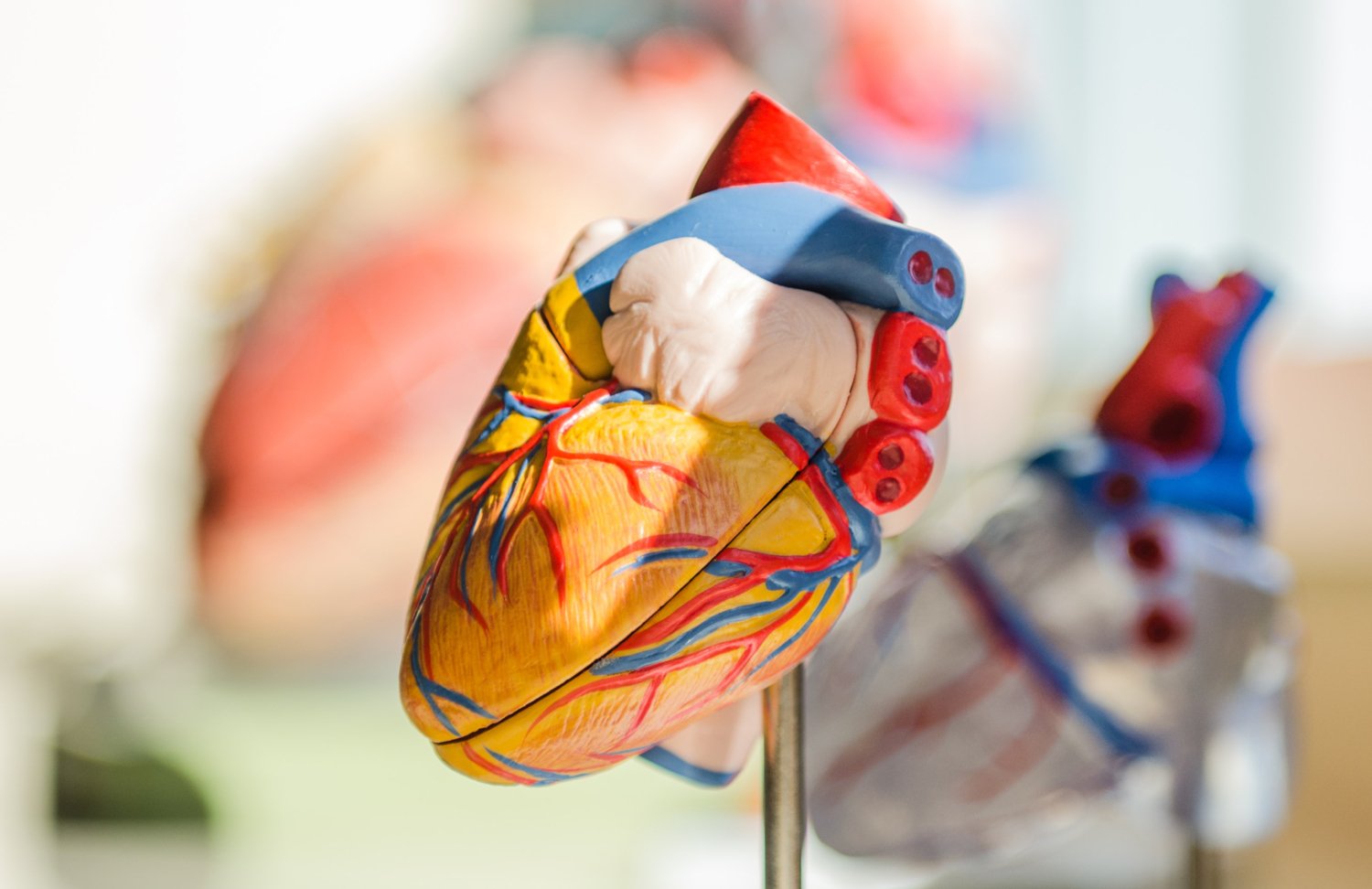 En modell på ett människohjärta.