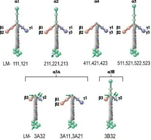 The Laminin family
