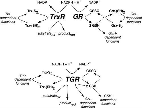Redox pathways in mammals and S. mansoni.