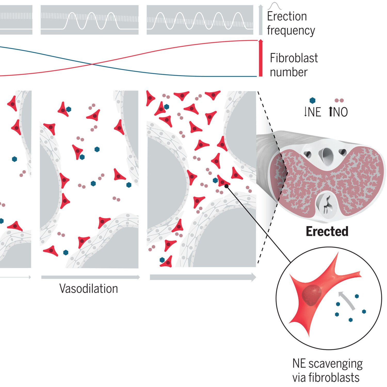 Fibroblasts mediate erectile activity–dependent modulation of penile blood flow.