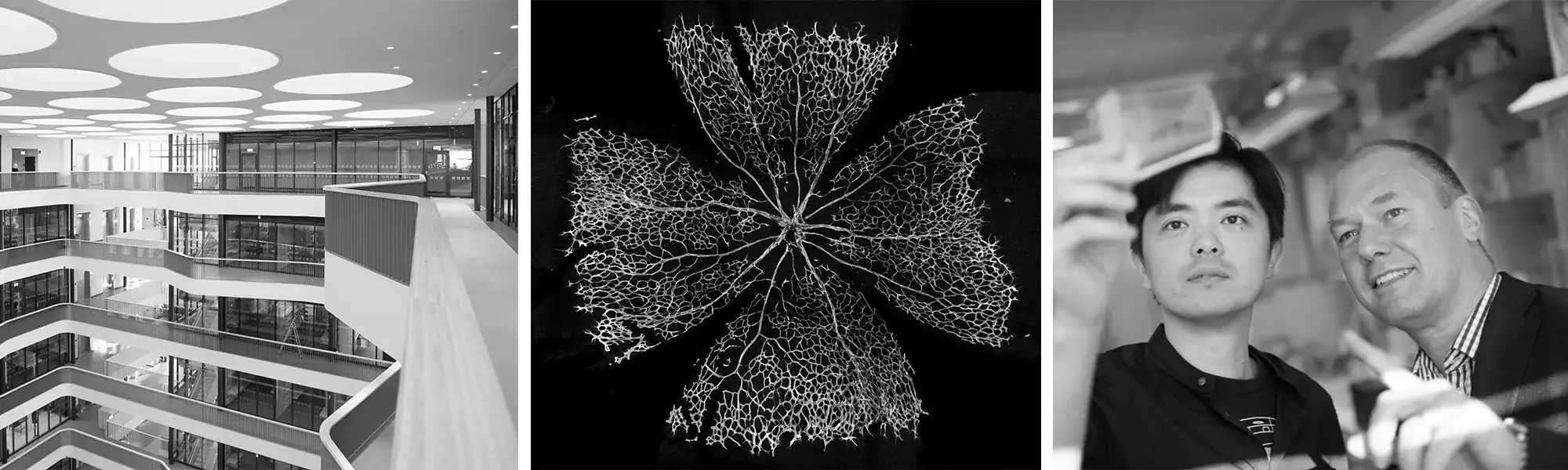 Inside of the Biomedicum building, cropped rotated merged induced P3 stained p4, Qing Cheng and Elias Arner.