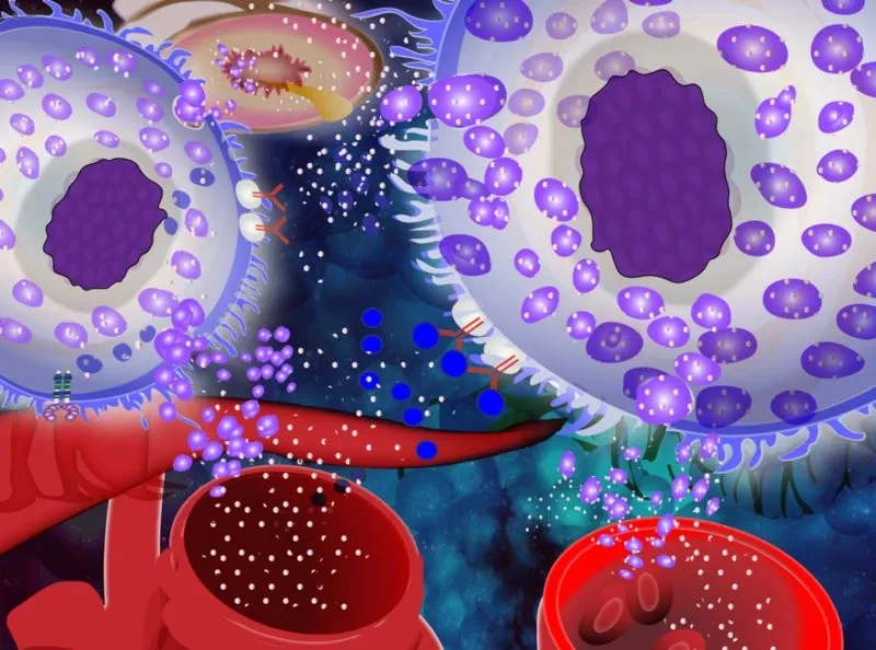 Illustration of mastcells.